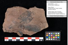 Foto (Objekt + Etikett) von Xylomites lignitum Ettingshausen (NHMW-GEO-2024-0188-0051a)